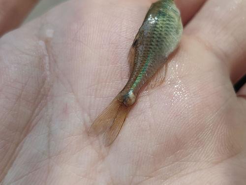 青虾吃小瓜虫吗,探究它们之间的微妙关系