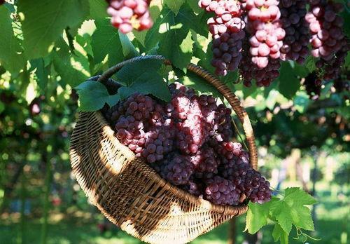 葡萄爆料视频完整版下载